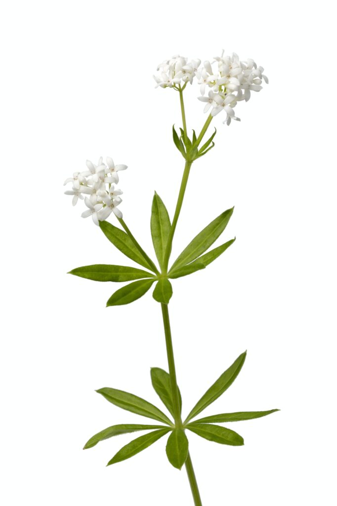 twig of fresh green sweet woodruff plant with flowers close up on white background