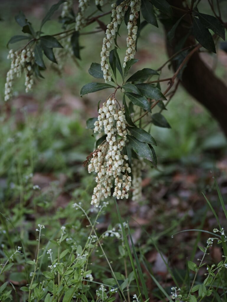 vertical shot of japanese andromeda flowers hanging from a bush illuminated by natural sunlight