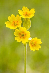 yellow flowers of cowslip