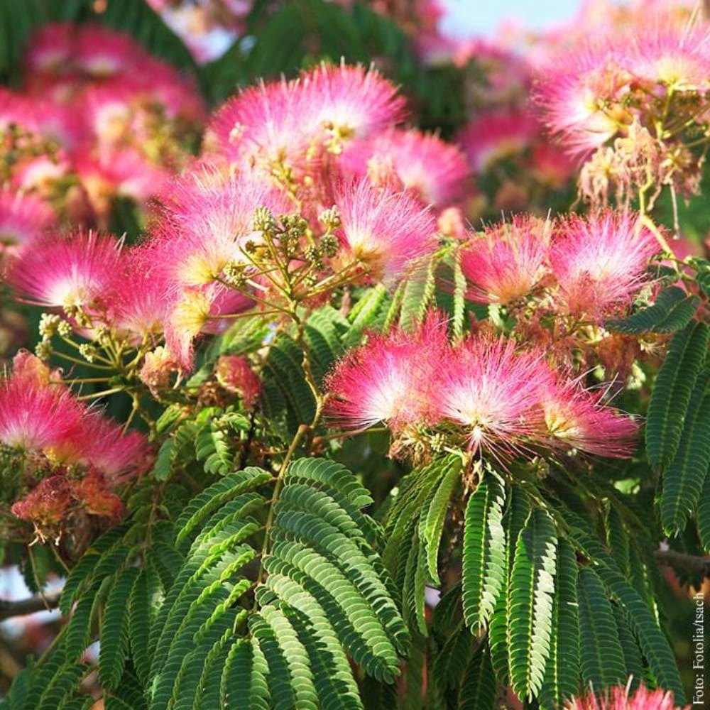 Albizia Julibrissin Albice Hedvabna Mimoza