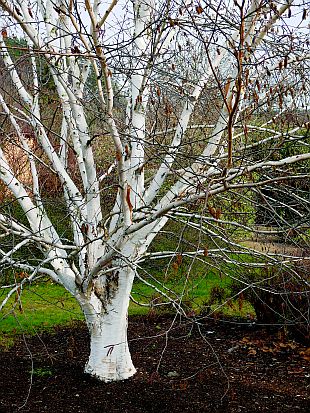 Bříza himalájská - Betula jacquemontii