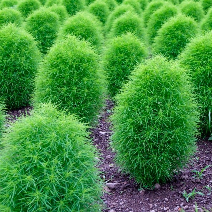 Bytel metlaty Kochia trichophylla