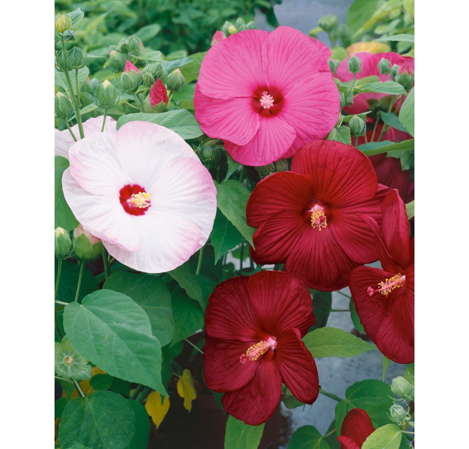 Ibisek baheni Hibiscus moscheutos