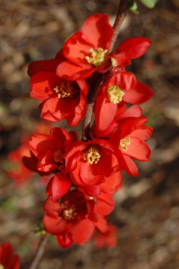 Kdoulovec lahvicovity Chaenomeles speciosa scaled 1