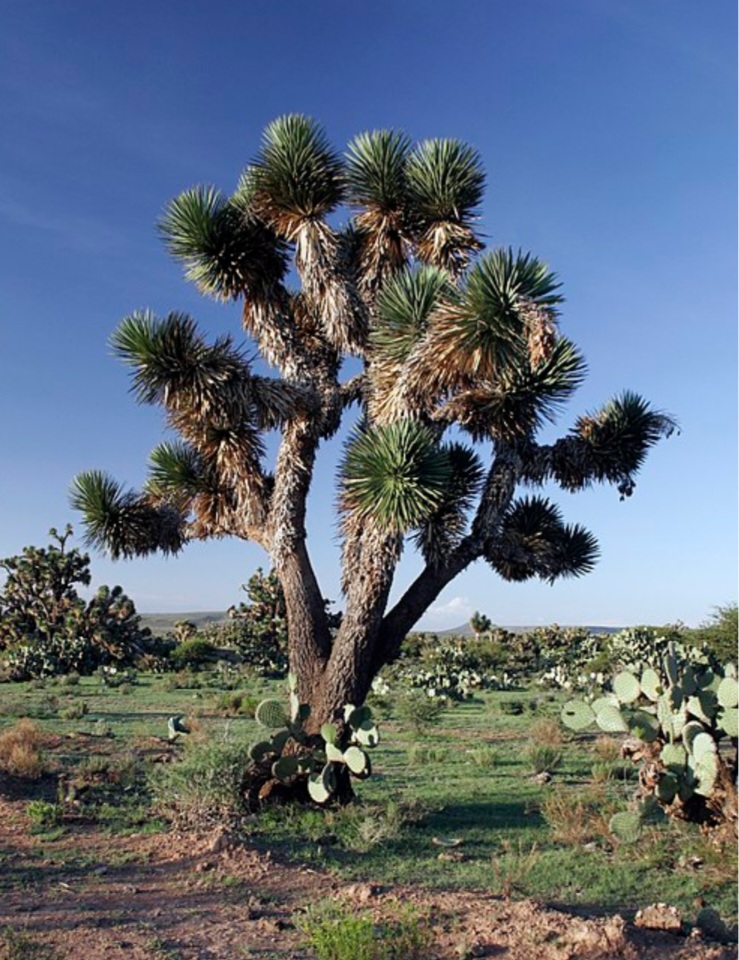 Juka (Yucca decipiens)