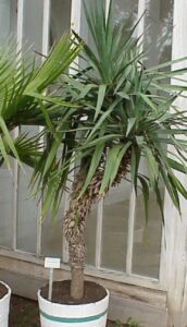 Yucca aloifolia