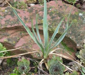 Yucca angustissima