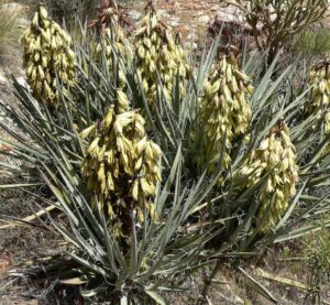 Juka (Yucca baccata)