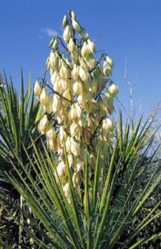 Juka vláknitá (Yucca filamentosa)