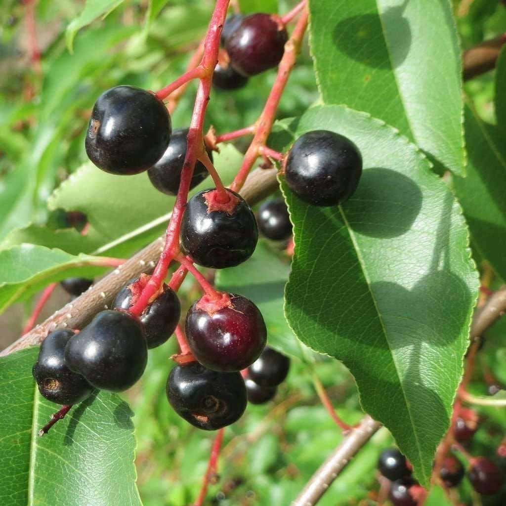 Stremcha pozdni Prunus serotina