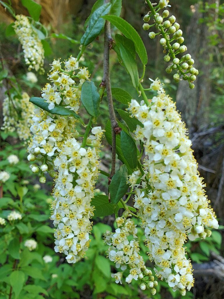 Stremcha virzinska Prunus virginiana