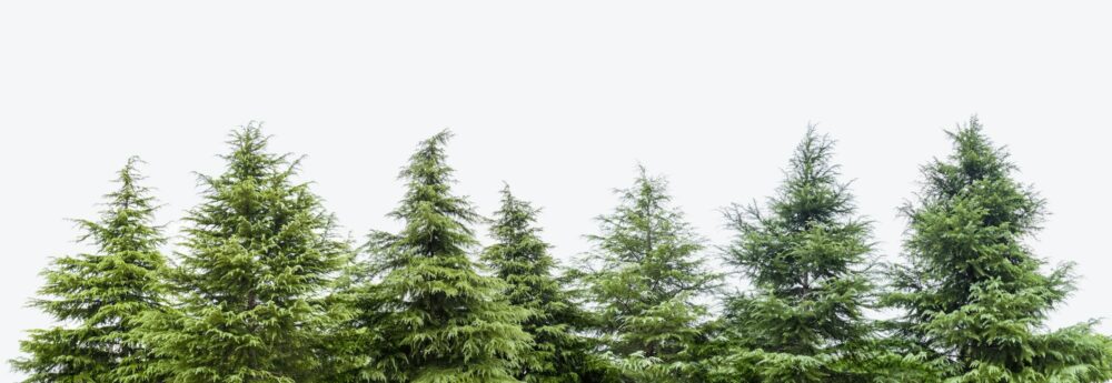 a row of cedar trees isolated on white background e1693771092988