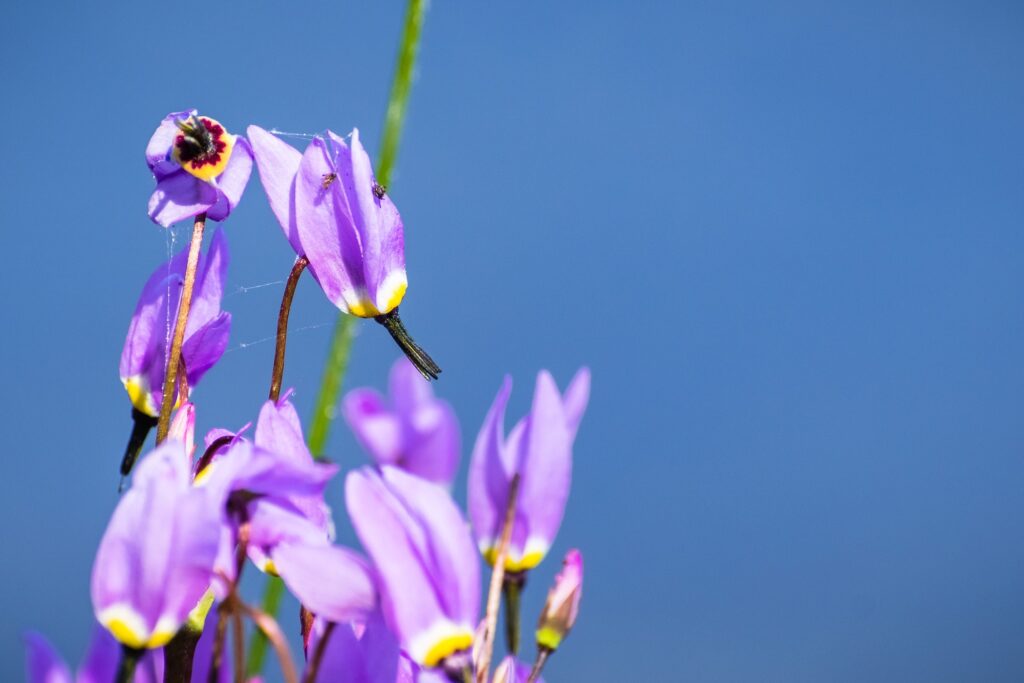 alpine shooting star wildflowers