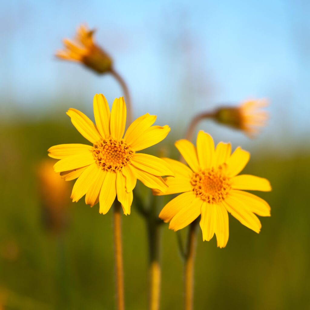 Prha arnica detail