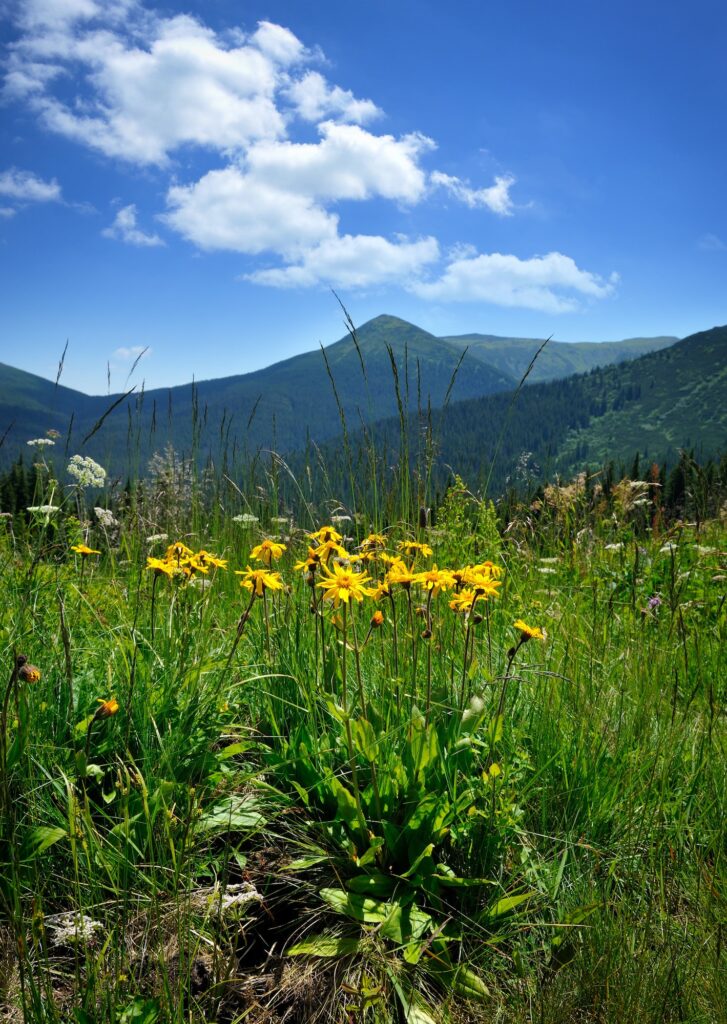 arnica flowers arnica montana on a background of mountains and