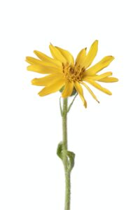 Prha arnica