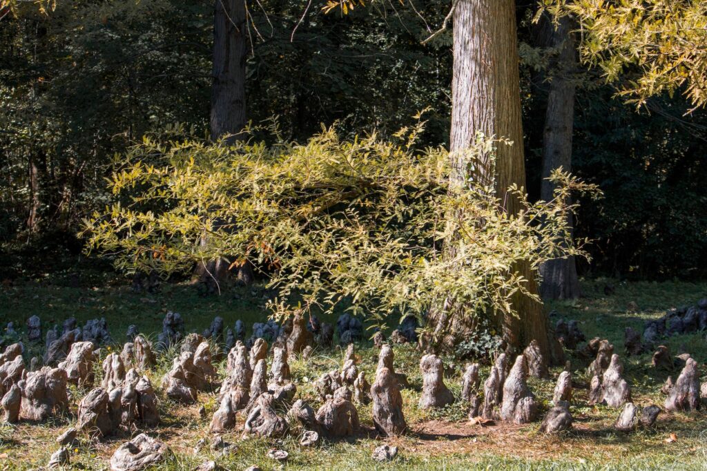 bald cypress tree roots magic place