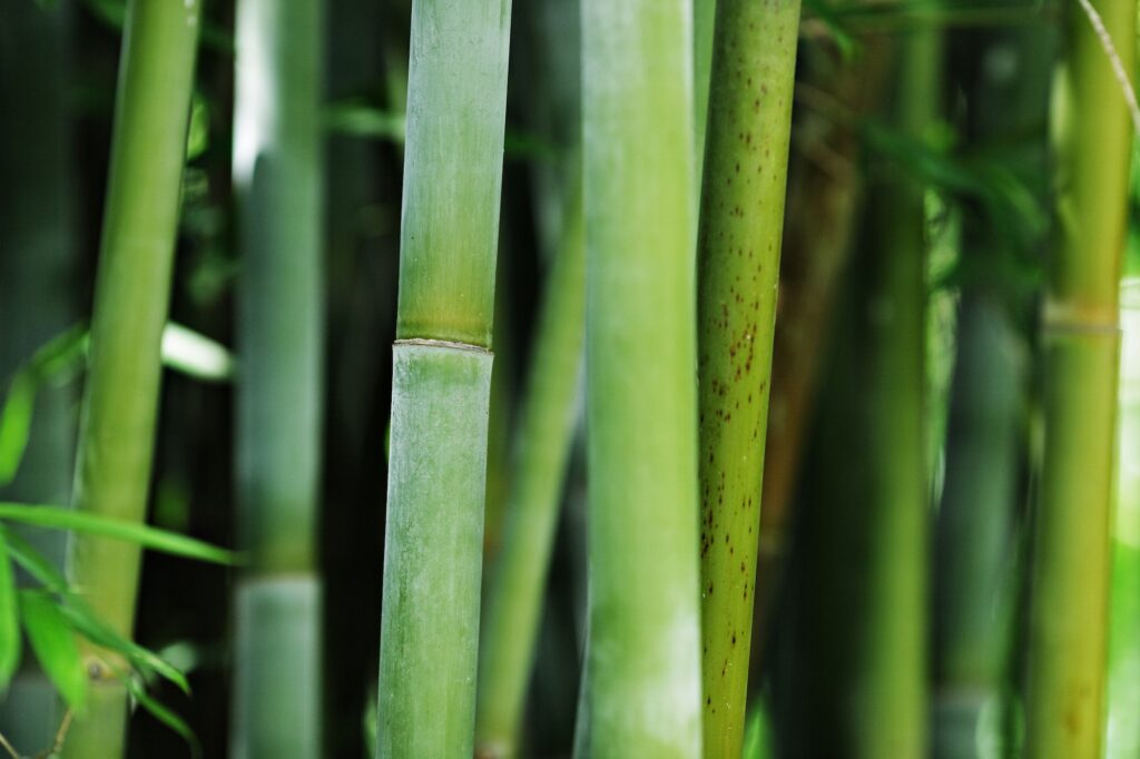 bamboo