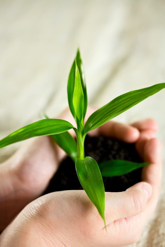 bamboo of hand