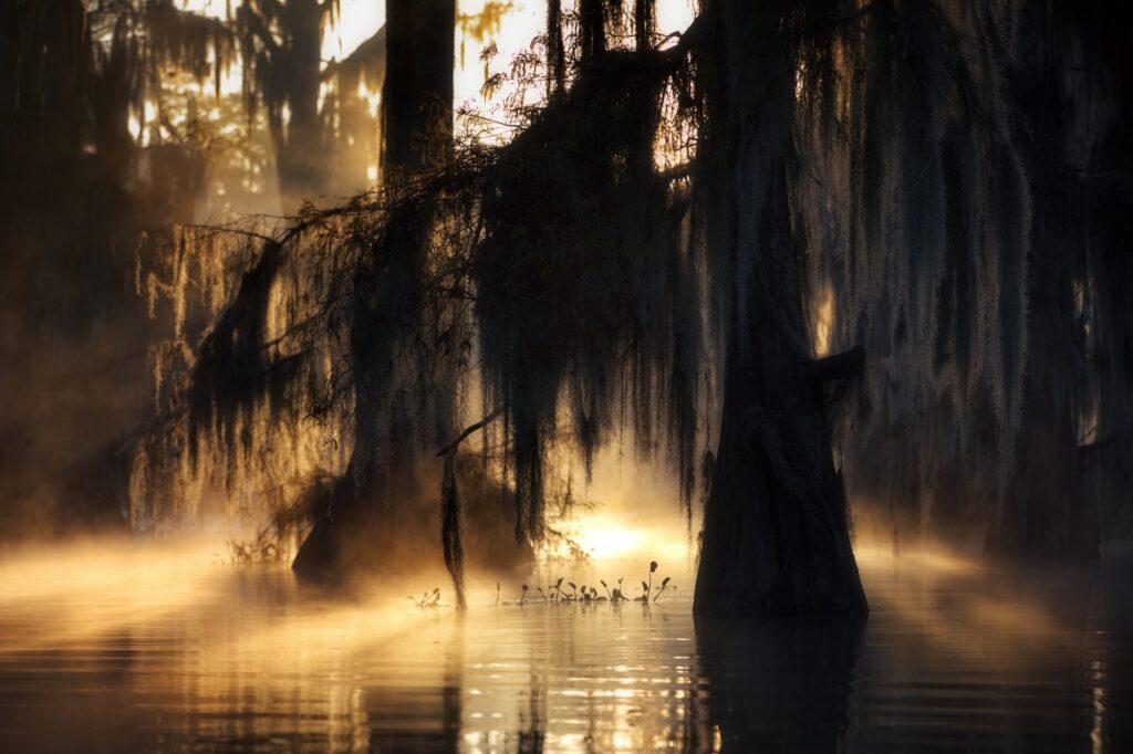 beautiful cypress swamps in the usa during a foggy autumn evening