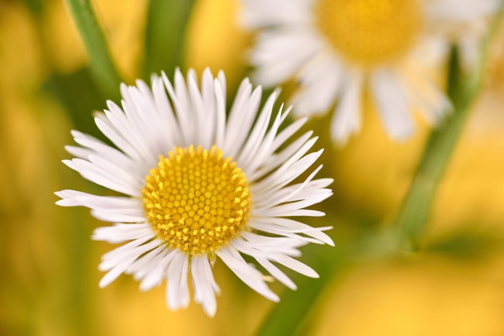 beautiful erigeron annuus flowers with white flower heads and yellow center yellow background