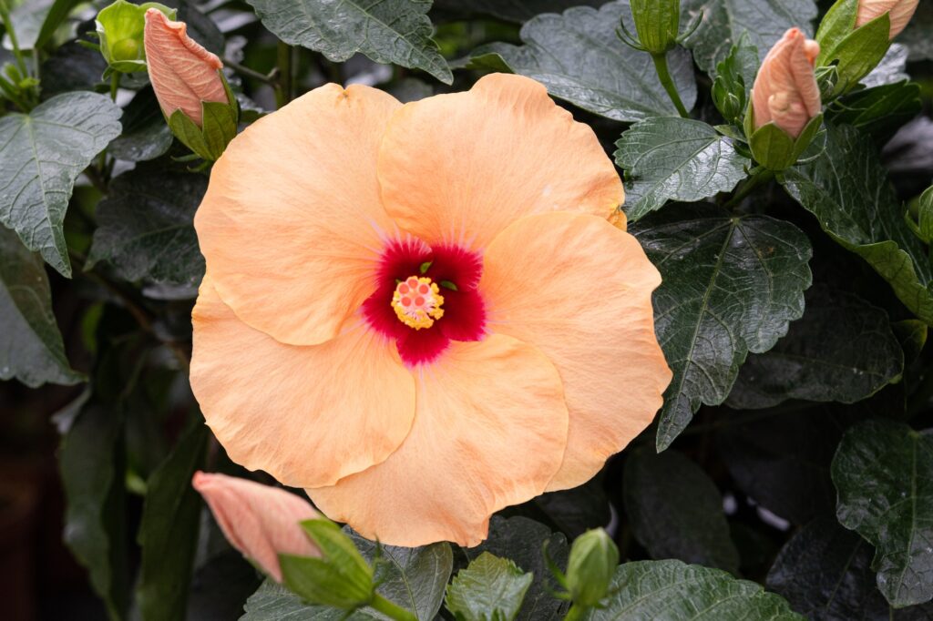 beautiful orange color hibiscus rosa sinensis flower hibiscus rosa sinensis l