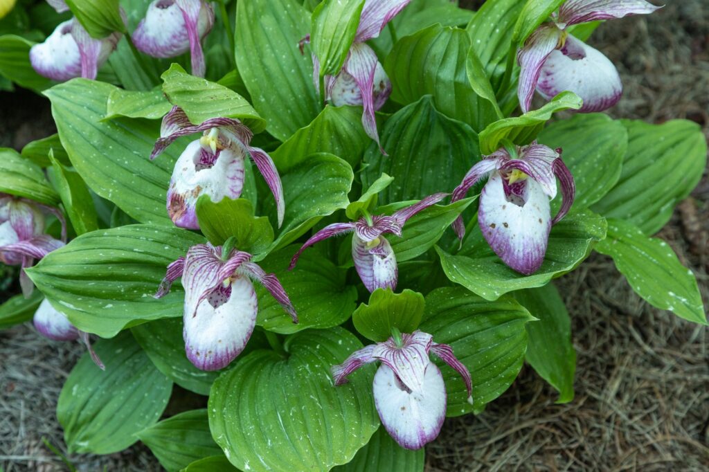 beautiful orchid flowers of pink color lady s slipper hybrids