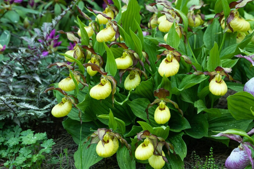 beautiful orchid flowers of yellow color lady s slipper hybrids