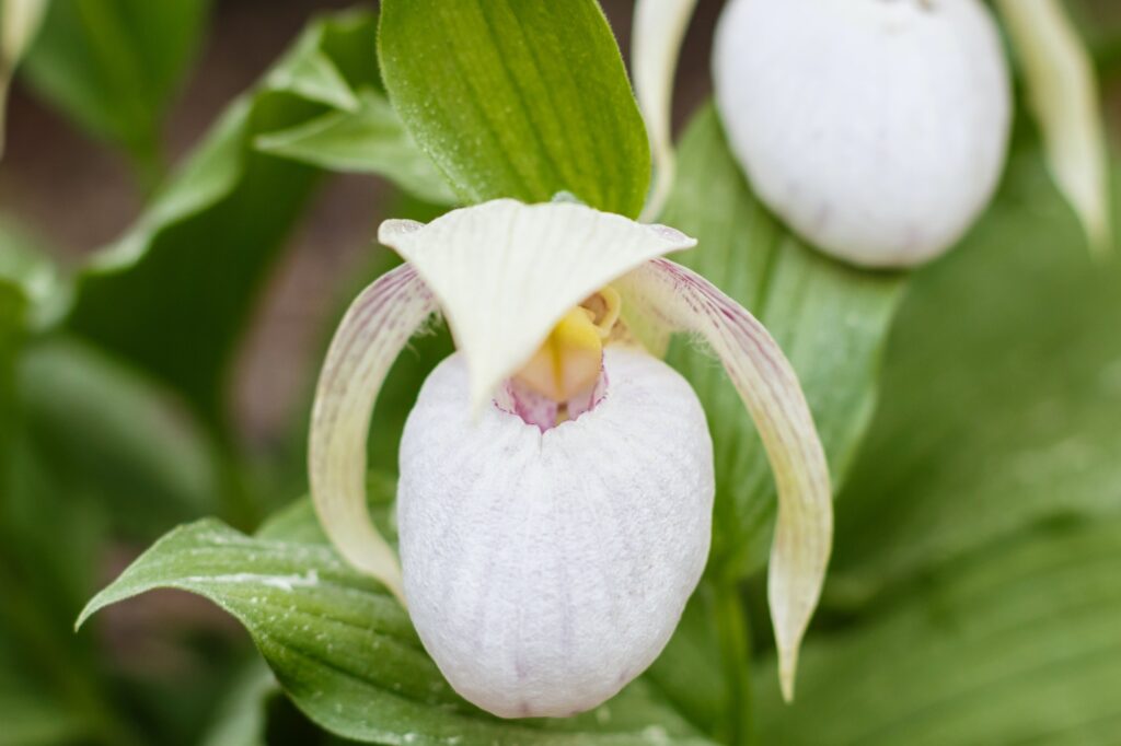 beautiful orchids of different colors lady s slipper hybrids