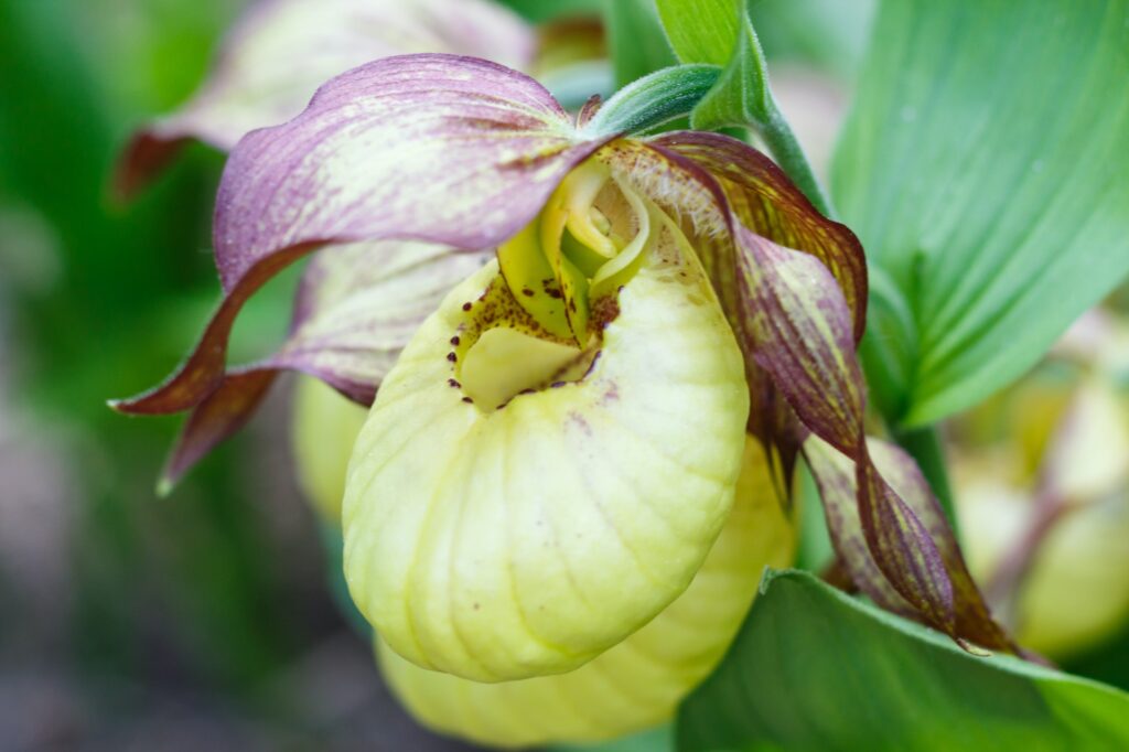 beautiful orchids of different colors on green background in the garden