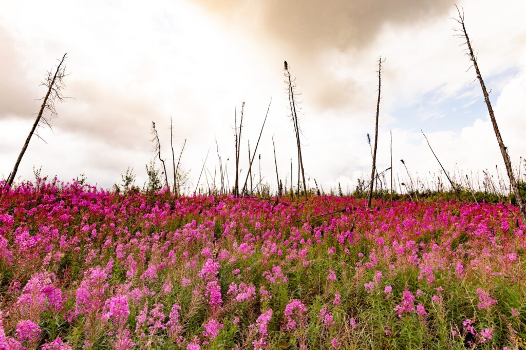 blooming fireweed epilobium angustifolium wildfire