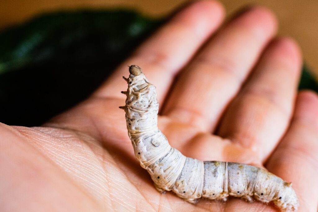 bombyx mori silkworm on the palm of a person s hand