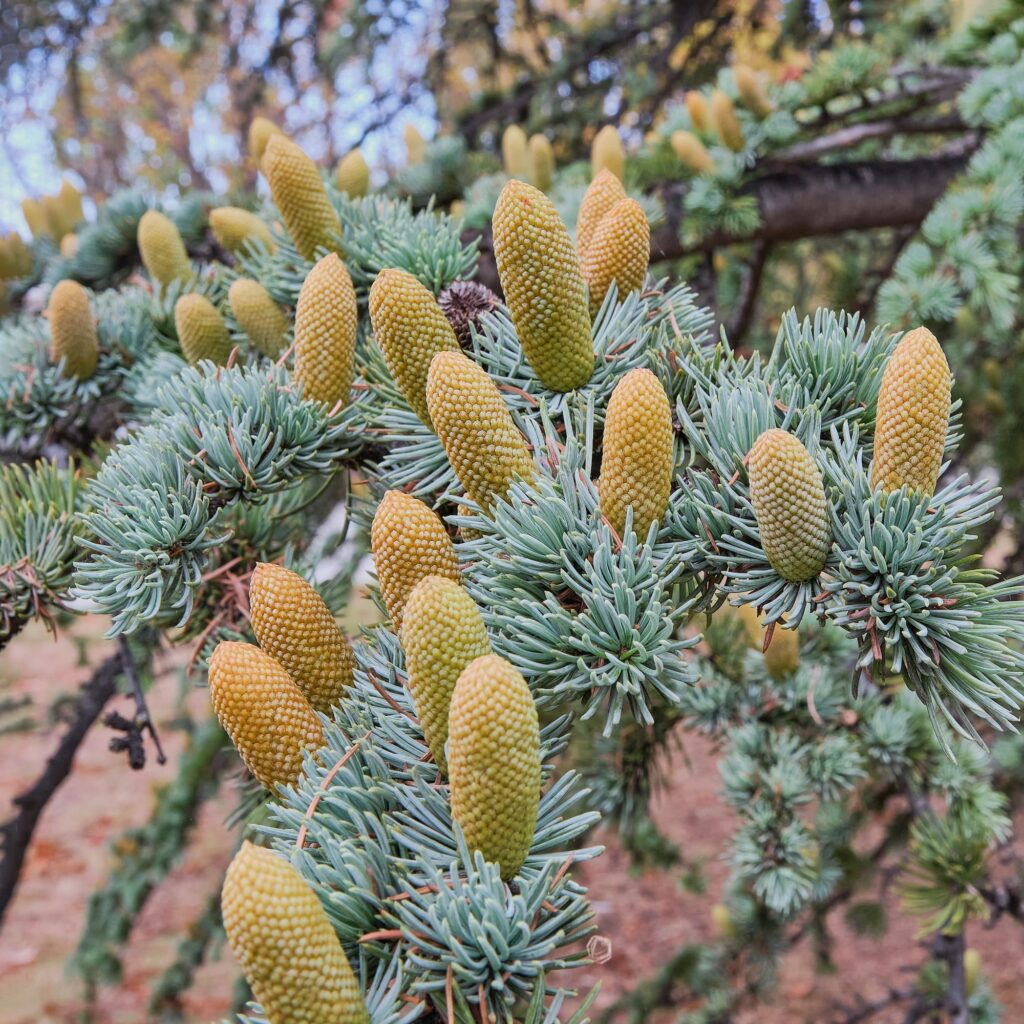 branch of atlas cedar with cones cedrus atlantica