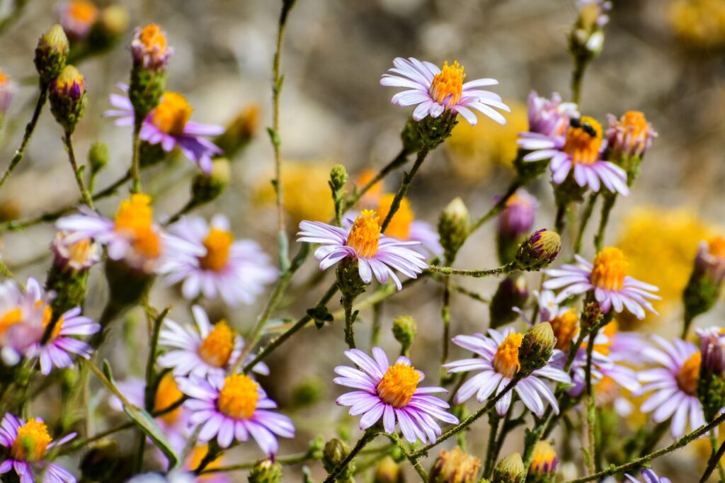 brewer s fleabane erigeron breweri wildflowers