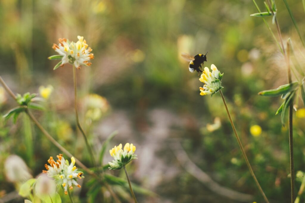 bumblebee flying to yellow wildflower in summer meadow pollination and gathering honey nectar