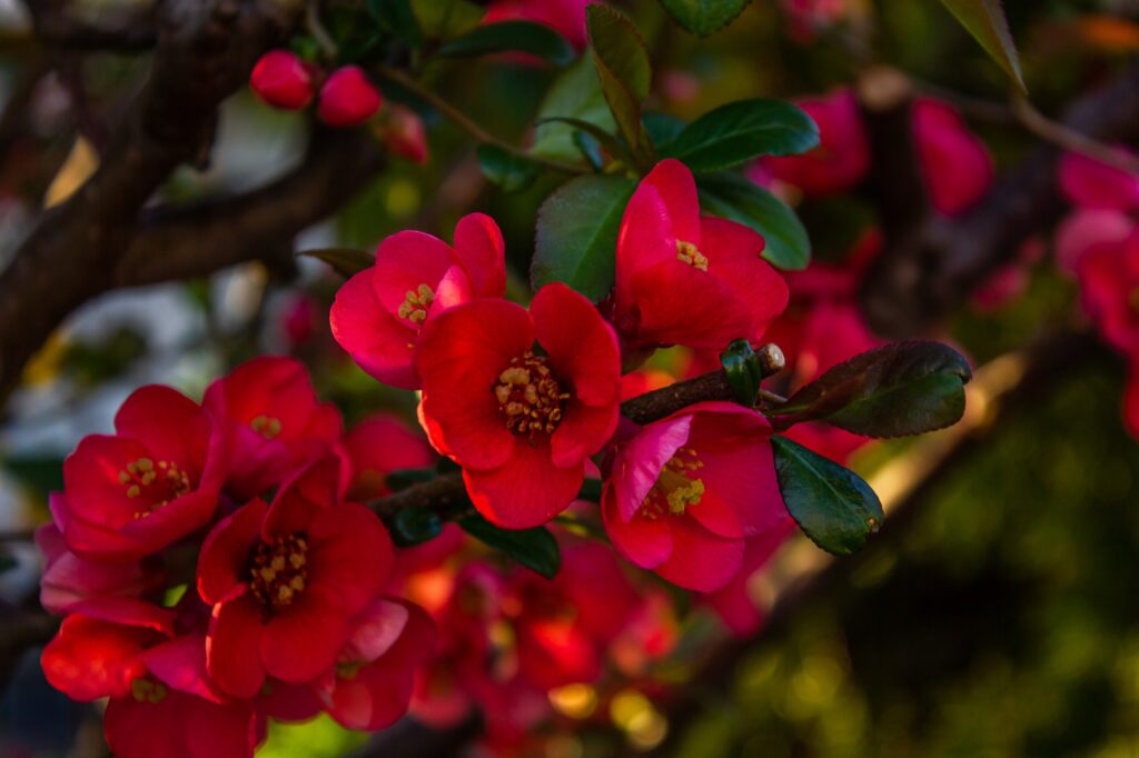 chaenomeles superba hybrids are cultivated forms of quinces in orchard