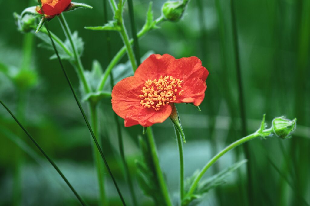 chilean avens scarlet avens geum coccineum red flower in summer garden