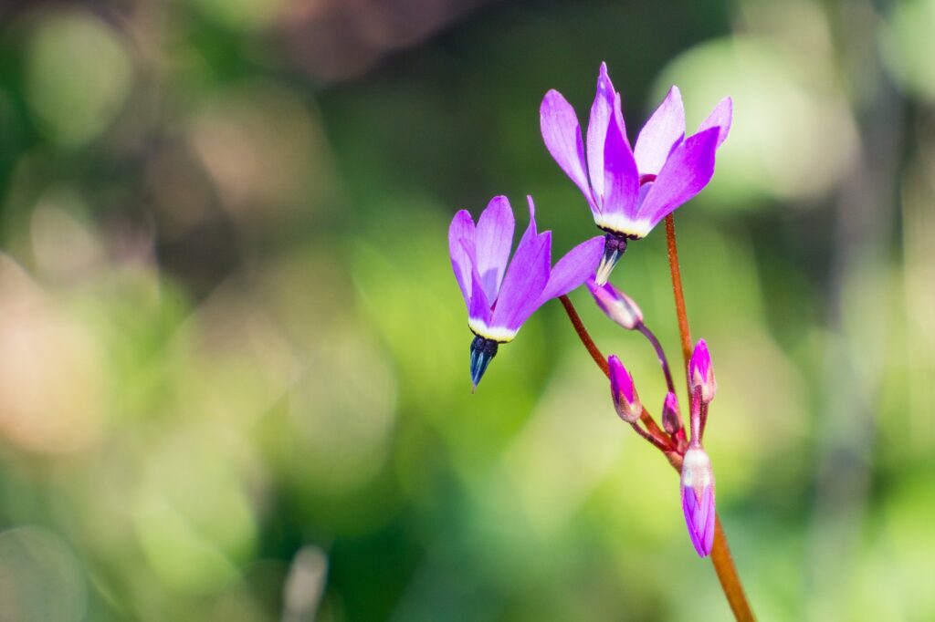 close up henderson s shooting star primula hendersonii california