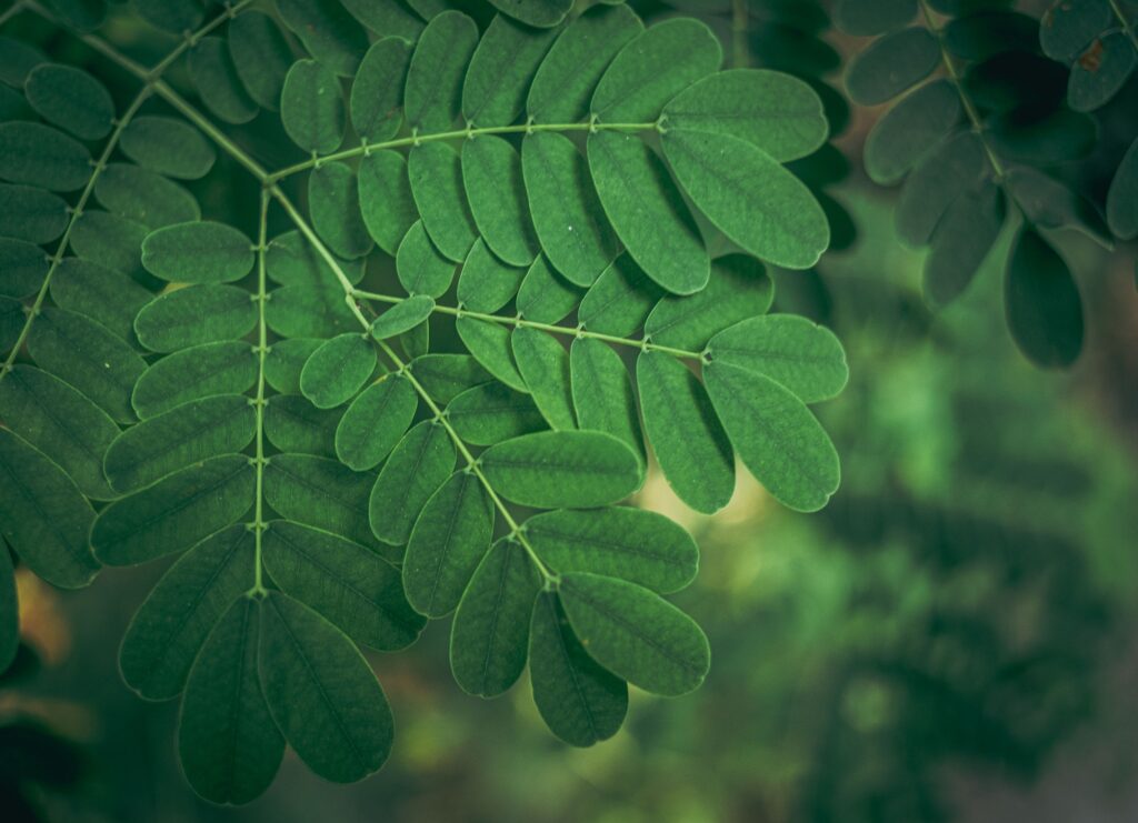 close up of a siris albizia lebbeck leaves