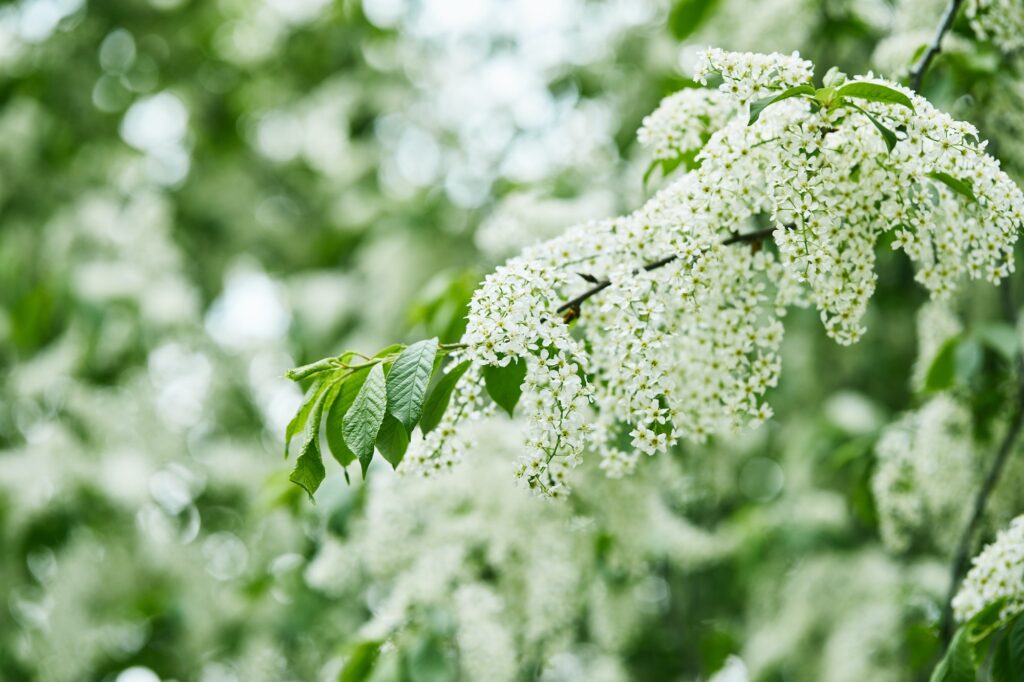 close up shot of beautiful bird cherry blossom