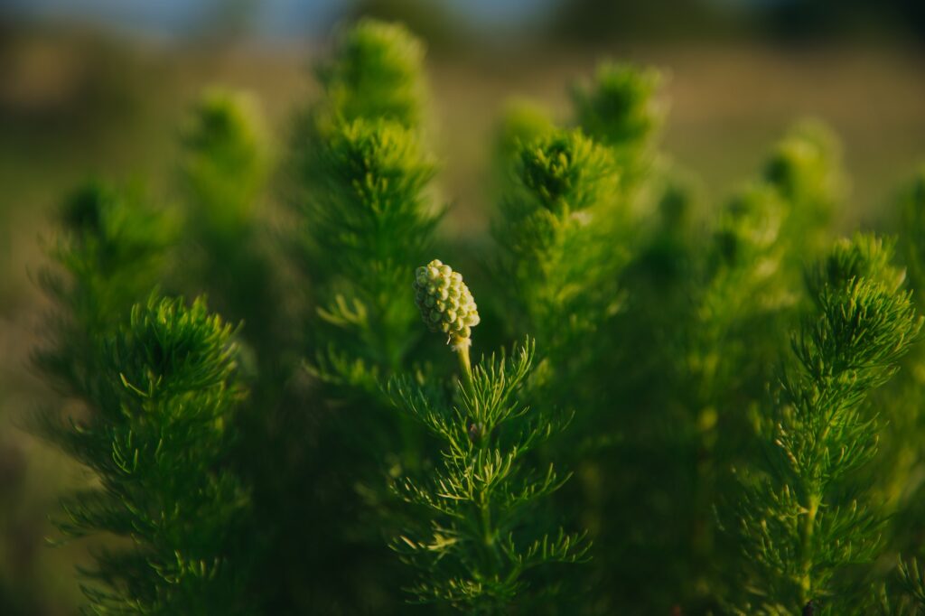 closeup of adonis vernalis in beautiful light in springtime