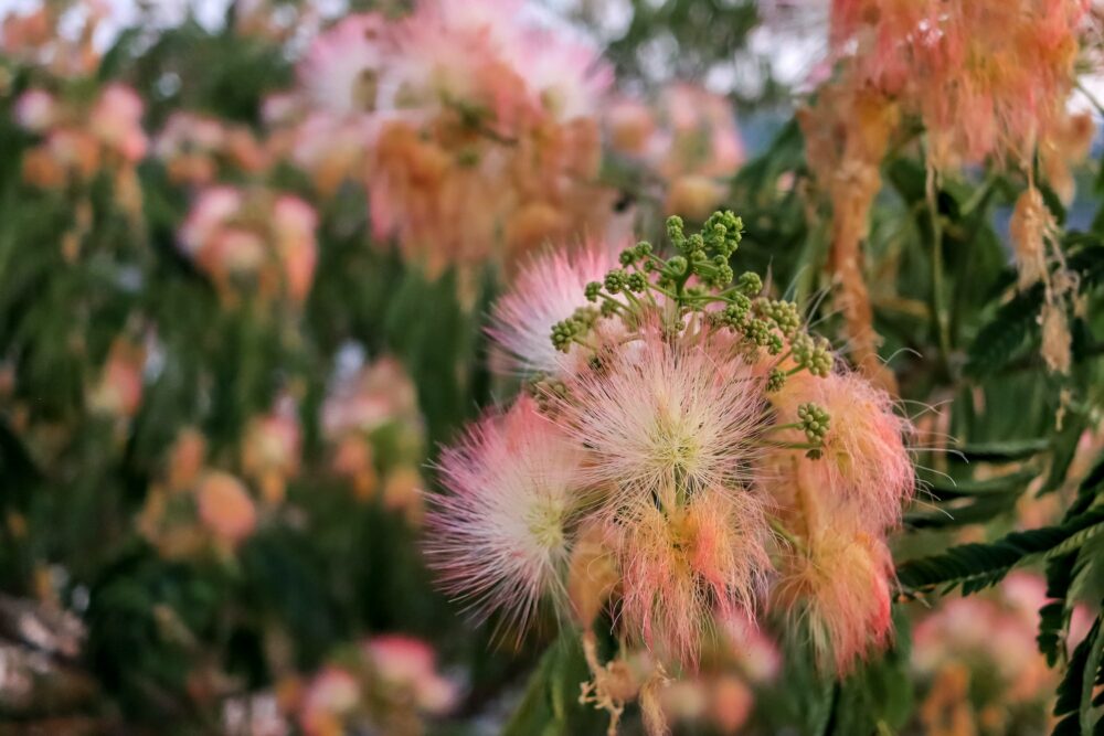 closeup shot of a persian pink silk tree flower albizia julibrissin in the garden e1693434483409