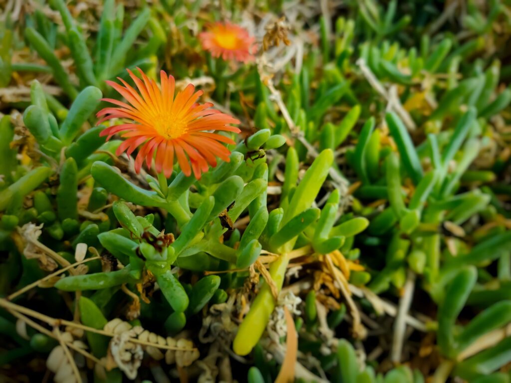 closeup shot of blooming delosperma flowers