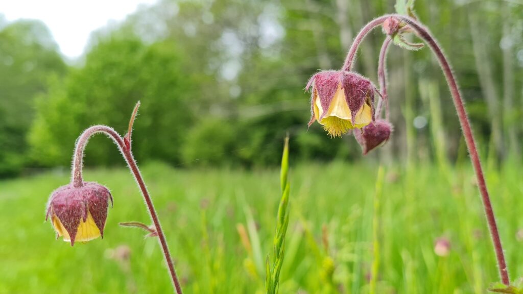 closeup shot of water avens in the field against a background of trees