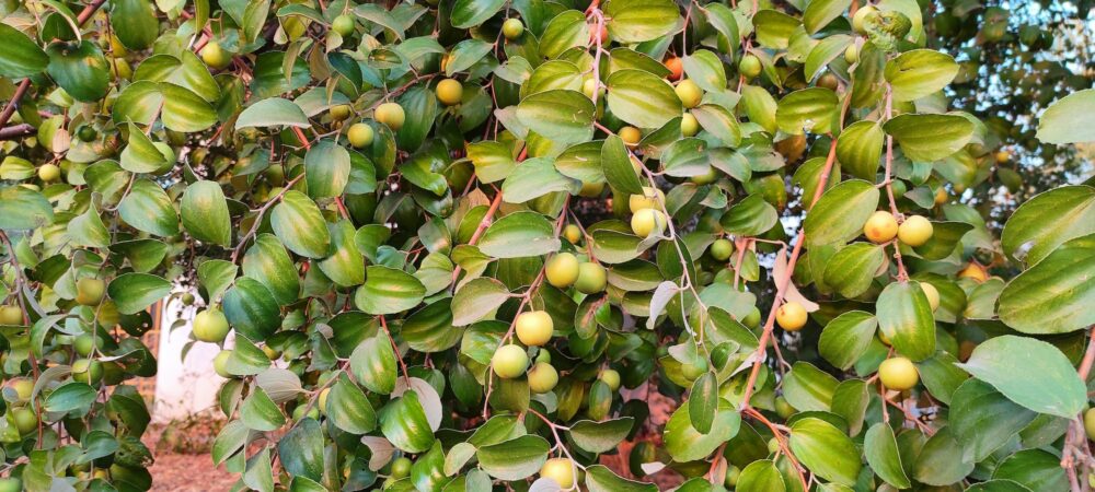 closeup shot of ziziphus fruits on the branches of a jujube shrub e1693773027428