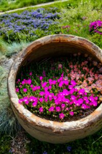 delosperma ice plant in the pots 1