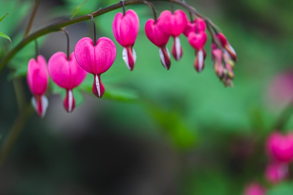 dicentra spectabilis lamprocapnos bleeding heart