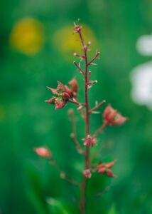 dictamnus albus bush of moses the burning bush selected focus pink flower nature 1