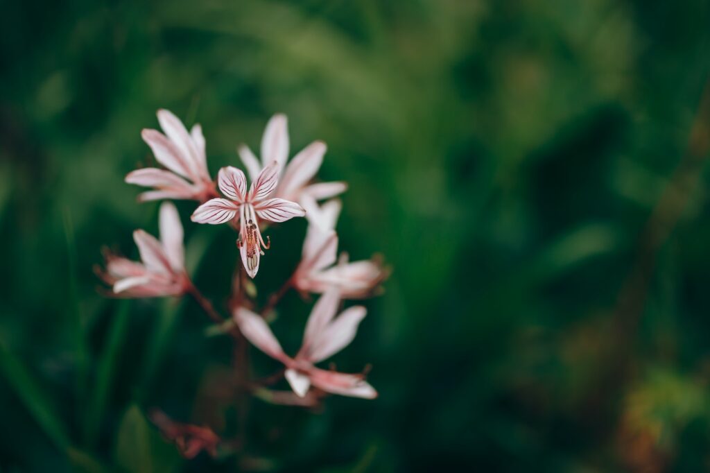 dictamnus albus bush of moses the burning bush selected focus pink flower nature