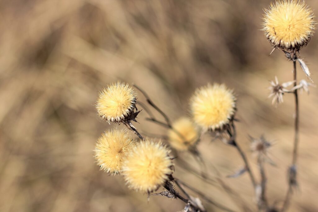 dry thistle plant growing in the field natural floral background selective focus nom